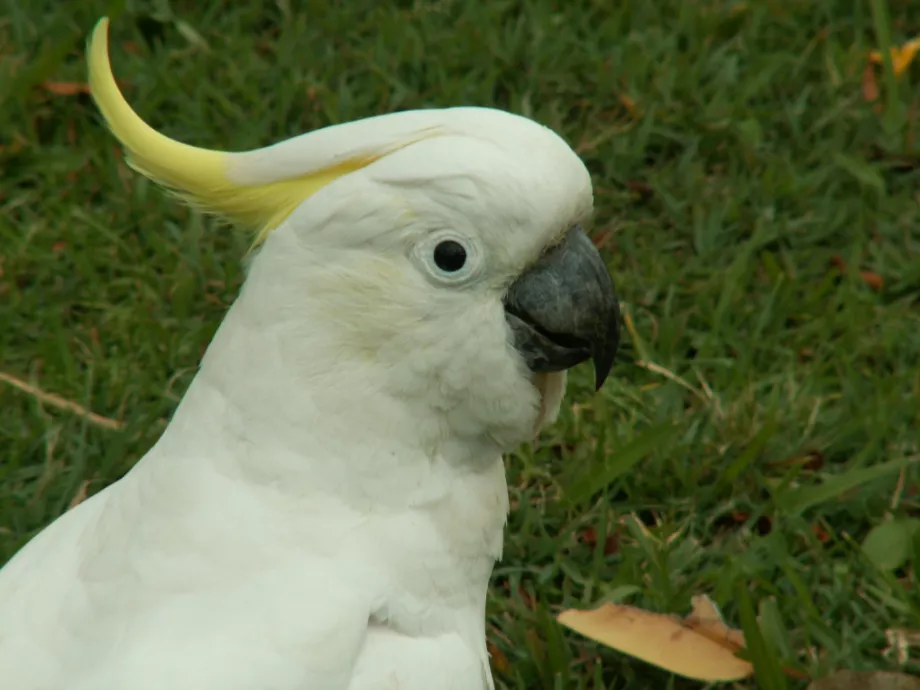 Koalák, kenguruk, kakaduk