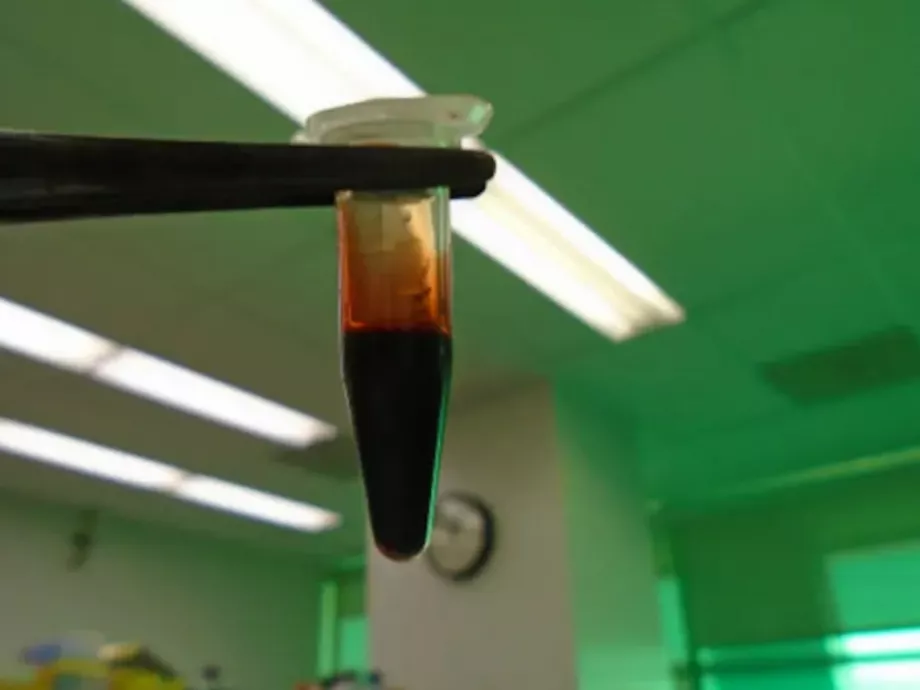 Baktériummal sikerült hihetetlen hatékonyságú bioüzemanyagot előállítani