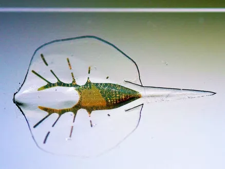 Frankenstein rájája – biohibrid robotot fejlesztettek