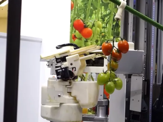 Paradicsomszüretelő robot a Panasonictól