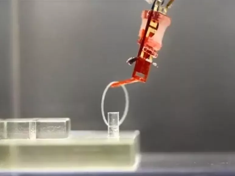 Élő sejtekkel bírtak mozgásra egy robotujjat